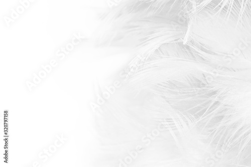 Fototapeta Naklejka Na Ścianę i Meble -  Beautiful white feather wooly pattern texture background