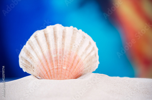 Colorful sea shells photographed on clear sand at the beach on a sunny day