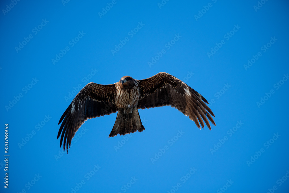 Obraz premium 曽根干潟を飛ぶトビ