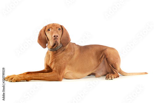 Studio shot of an adorable magyar vizsla