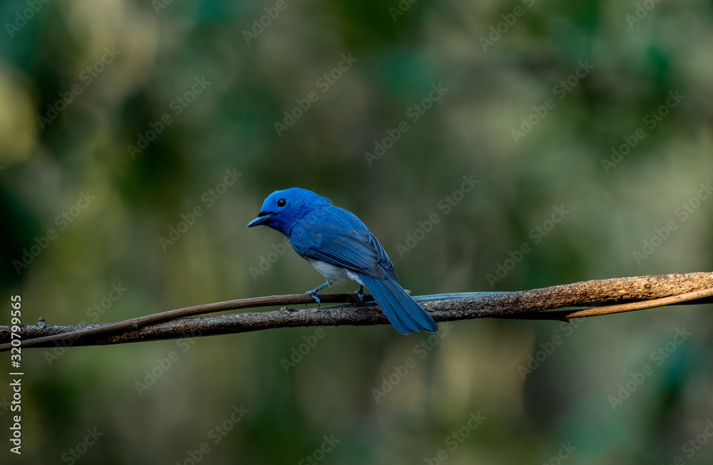 Obraz premium Black-naped monarch