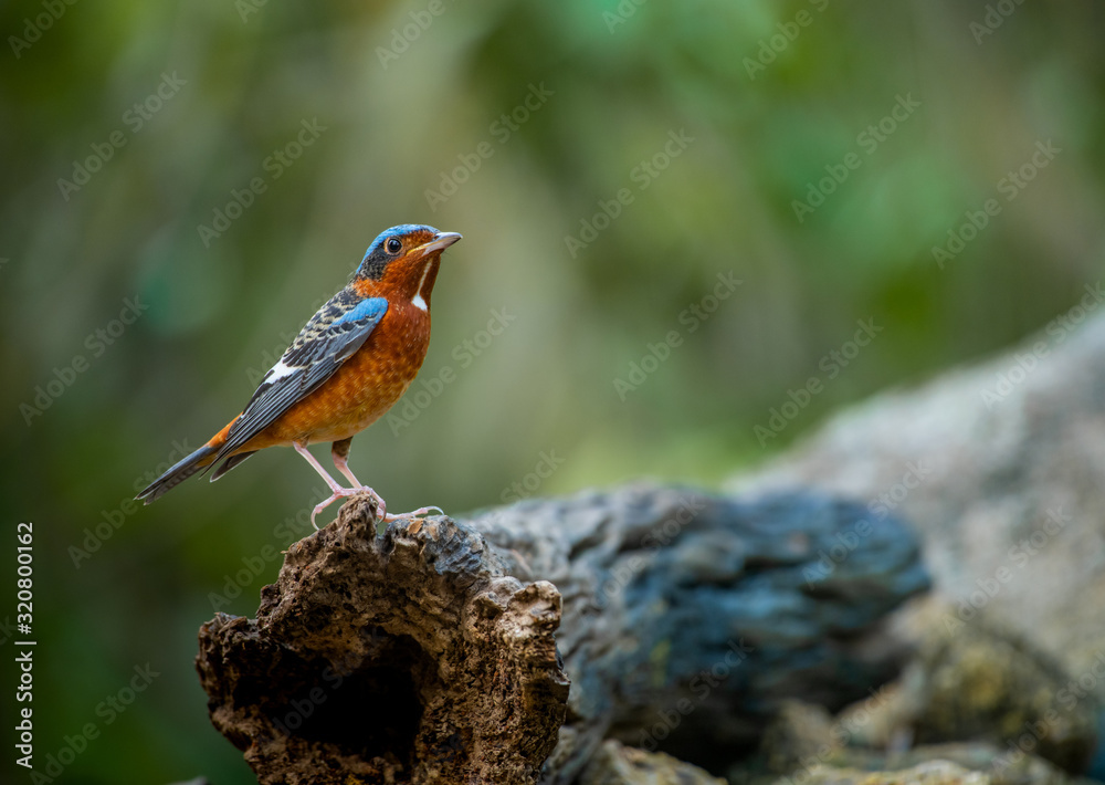 Fototapeta premium White-throated Rock Thrush