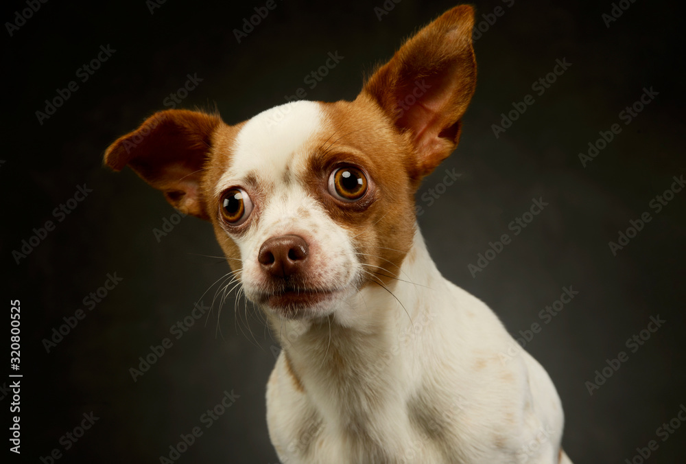 Portrait of a lovely chihuahua