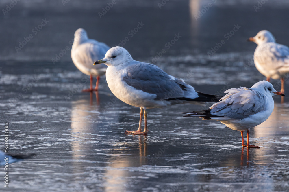 Fototapeta premium Gulls in a winter day, standing on frozen surface of the river. Sunny morning on a cold winter day. Thin ice on the river.