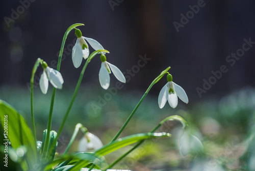 Spring snowdrop flowers in spring forest on blurred bokeh background © haidamac