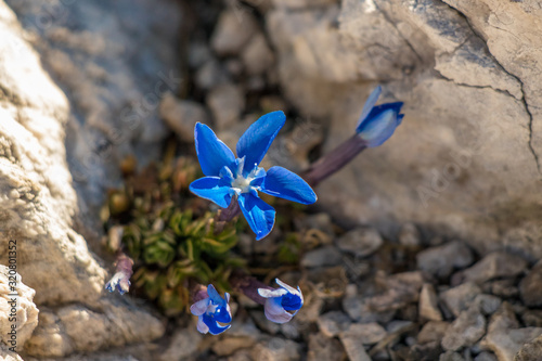 Beautiful Gentiana utriculosa flowers in mountains photo