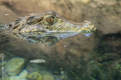 dwarf caiman is reflecting in the river