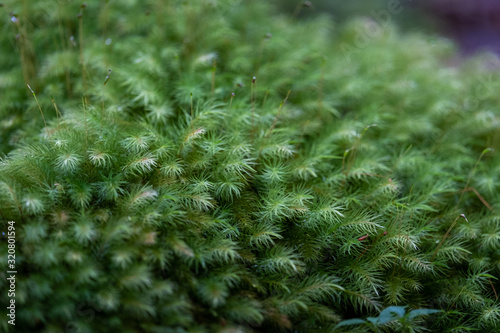 closeup of pine needles