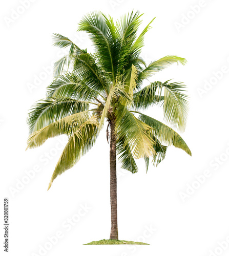 Coconut palm tree isolated on white background