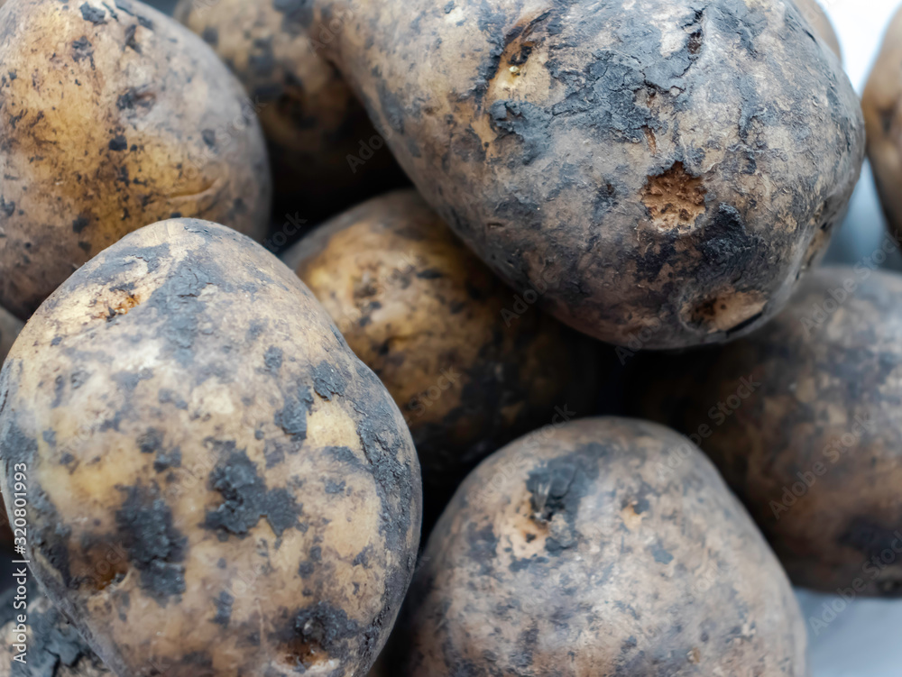 Dirty not washed potatoes. Lots of potatoes. Fresh potato with ground on the rind. dirty raw potatoes in large quantities, not washed. Dirty not washed potatoes. Lots of potatoes. Fresh potato with ground on the rind. dirty raw potatoes in large quantities, not washed.