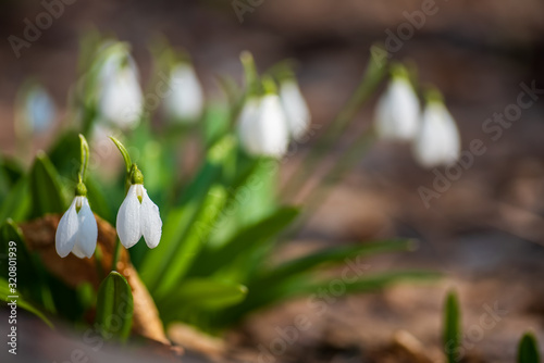 Beautifull snowdrops on dry yellow leaves bokeh background
