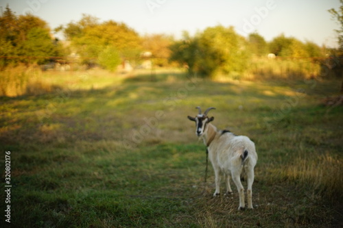 portrait of a white domestic goat in sunny meadow.