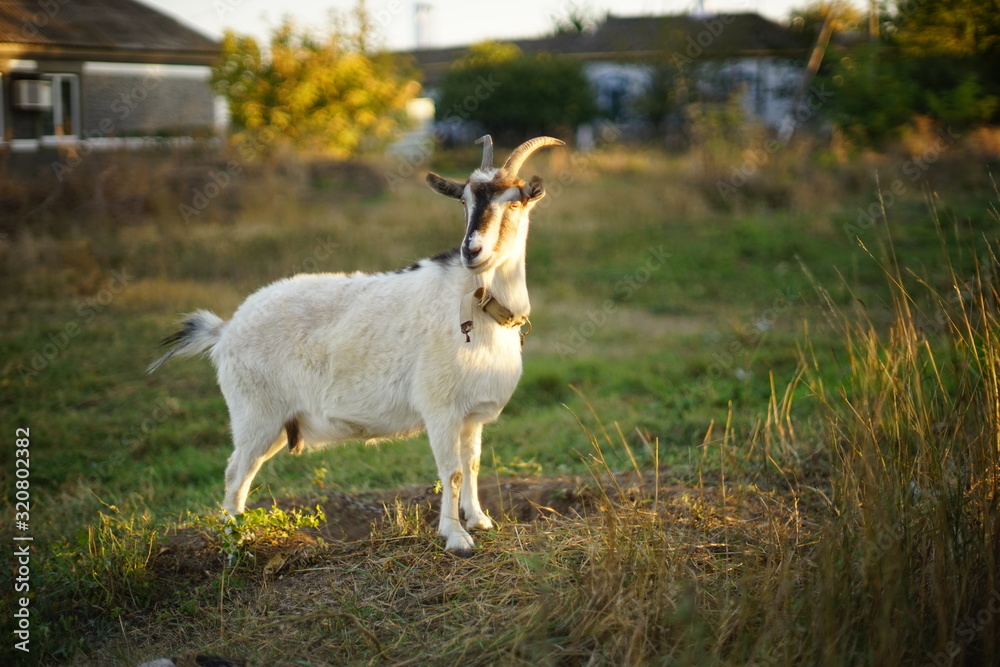 Fototapeta premium Horned goat grazes in a meadow. Autumn day in the village