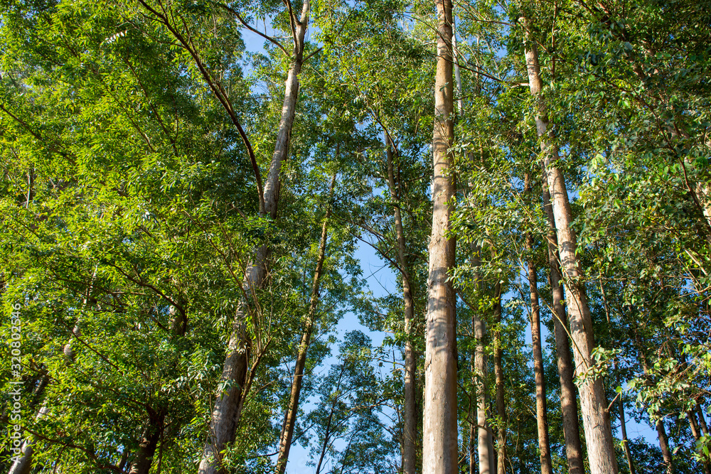 Obraz premium Eucalyptus Plantation