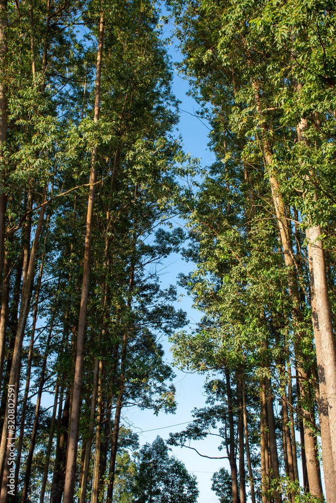 Fototapeta premium Eucalyptus Plantation