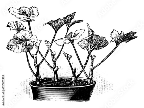Antique vintage line art illustration, engraving or drawing of Pelargonium plant cuttings in flower pot, propagation and cloning . From book Plants in Room, Prague, 1898.