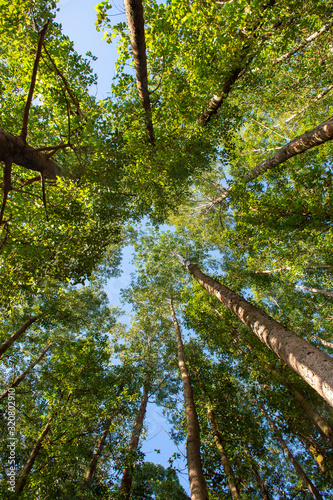 Eucalyptus Plantation