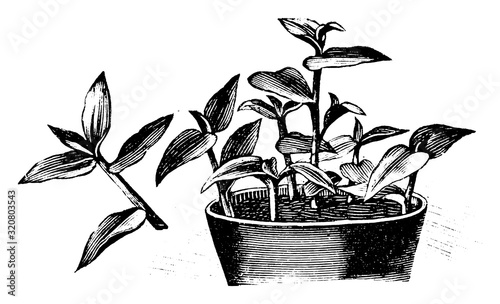 Antique vintage line art illustration, engraving or drawing of pot with Tradescantia cuttings, propagation and cloning . From book Plants in Room, Prague, 1898.