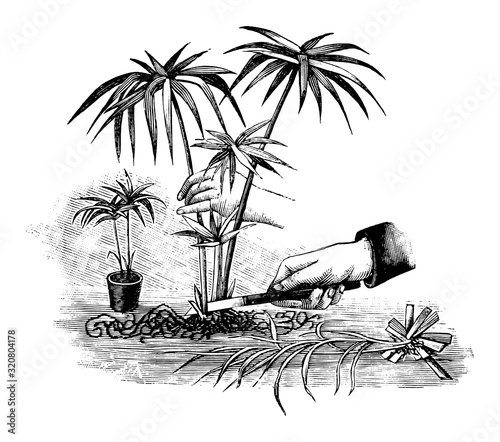Antique vintage line art illustration, engraving or drawing of hand with knife cutting of Cypherus plant or flower, propagation and cloning . From book Plants in Room, Prague, 1898.