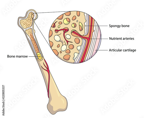 Schematic presentation of a bone. Detailed diagram of a bone with labeled parts.