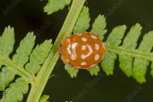 Beetle Calvia quatuordecimguttata in nature.  photo