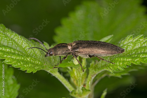 Male Click beetle, Ctenicera pectinicornis. Click beetle, Ctenicera pectinicornis on a leaf in macro . sits on a grass. photo