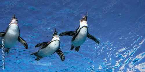 Penguins swimming at Sunshine Aquarium in Tokyo 水族館の水槽で泳ぐペンギンの群れ