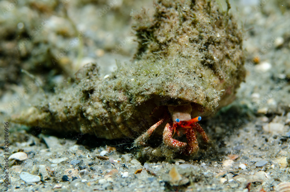 Blue-eye Hermit Crab at Blue Heron Bridge in Florida