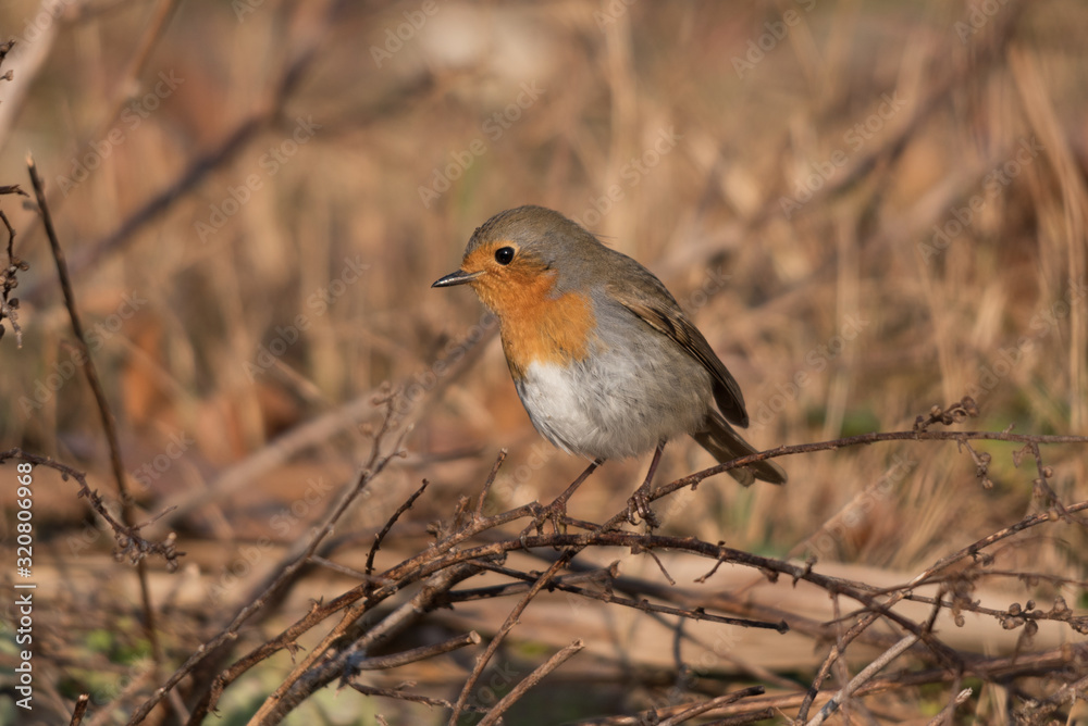 A european robin standing on some plants in its habitat A european robin standing on some plants in its habitat