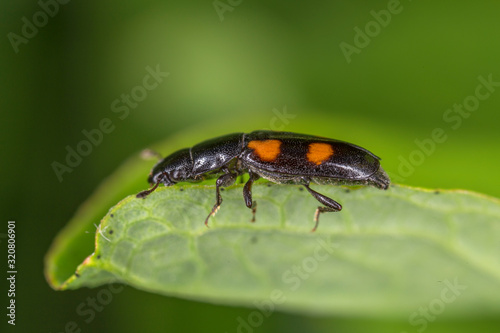 Glischrochilus quadripunctatus, commonly known as the European Bark Beetle Predator is a species of beetle in the genus Glischrochilus of the family Nitidulidae. photo