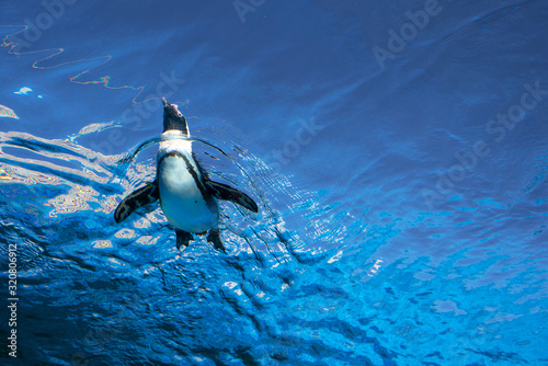 Low angle view of penguin swimming on blue water surface 空飛ぶペンギン サンシャイン水族館 東京