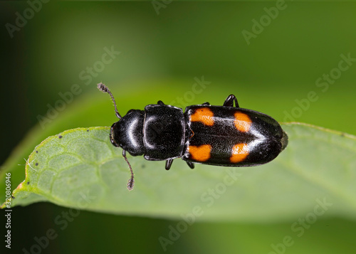 Glischrochilus quadripunctatus, commonly known as the European Bark Beetle Predator is a species of beetle in the genus Glischrochilus of the family Nitidulidae. photo