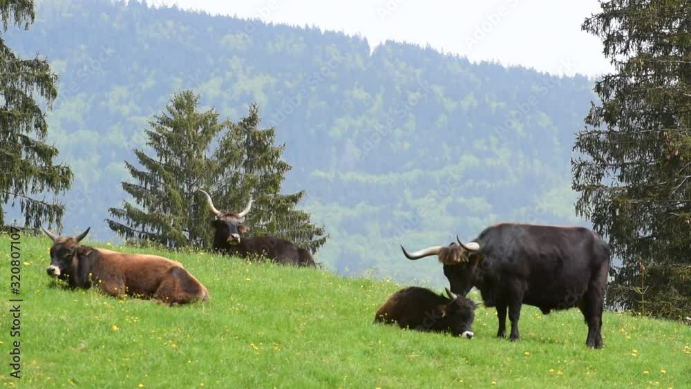 Heck cattle cow licking calf clean in meadow Heck cattle cow licking calf clean in meadow