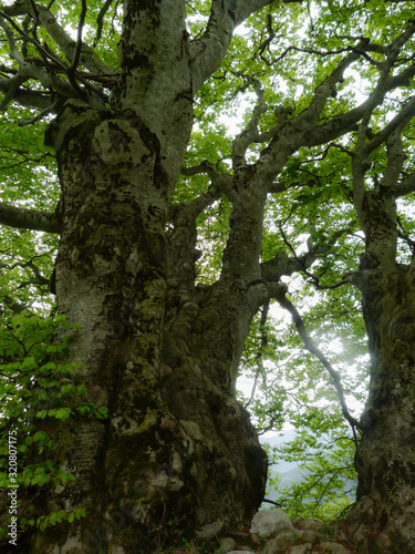 alberi di faggio (Fagus sylvatica) in un bosco