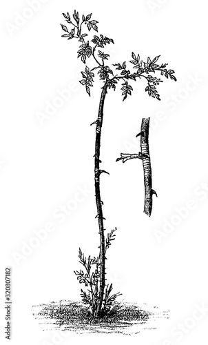 Antique vintage line art illustration, engraving or drawing of wild dog rose tree budding or grafting. From book Plants in Room, Prague, 1898.