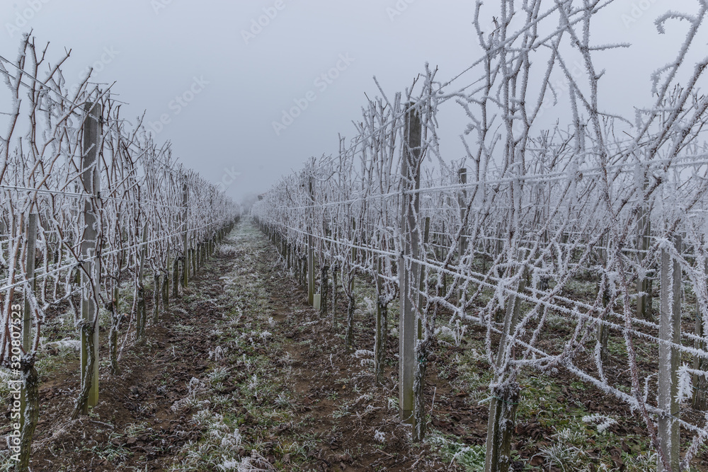 Obraz premium Frosty and foggy weather in the wine orchard during the winter
