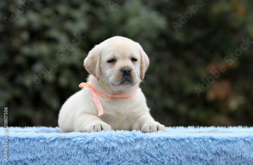 the nice labrador puppy on a blue background