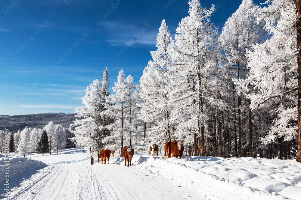 Obraz premium A herd of cows walking in the winter forest. Altai Republic, Russia