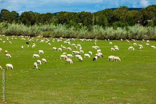 Fototapeta Naklejka Na Ścianę i Meble -   Sheep flock  is on the grassland