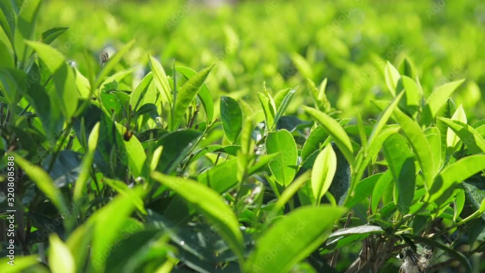tender lush tea twigs with leaves grow on fresh field extreme close slow motion. Concept environment tropical agriculture tender lush tea twigs with leaves grow on fresh field extreme close slow motion. Concept environment tropical agriculture