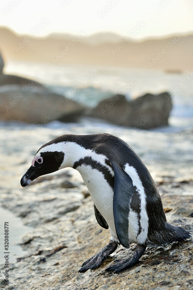 Fototapeta premium African penguins (spheniscus demersus) go ashore from the ocean at evening twilight. African penguin (spheniscus demersus) at the Boulders colony. South Africa.