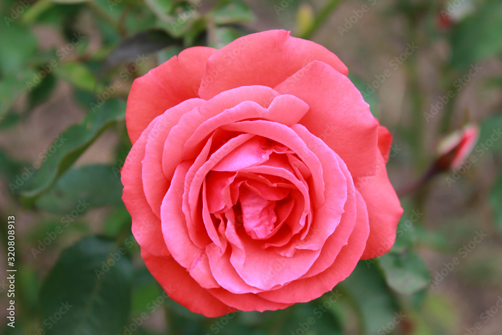 a rose with a green background in the garden