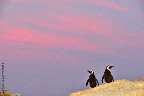 Canvas Print African penguins on the boulder in sunset light sky