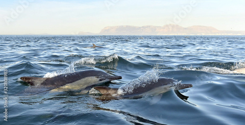 Dolphin  swimming in the ocean. Dolphin swim and jumping from the water. The Long-beaked common dolphin  scientific name  Delphinus capensis  in atlantic ocean.