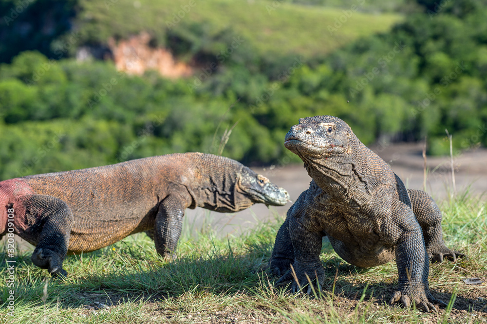 Fototapeta premium Portrait of the Komodo dragon ( Varanus komodoensis ) is the big