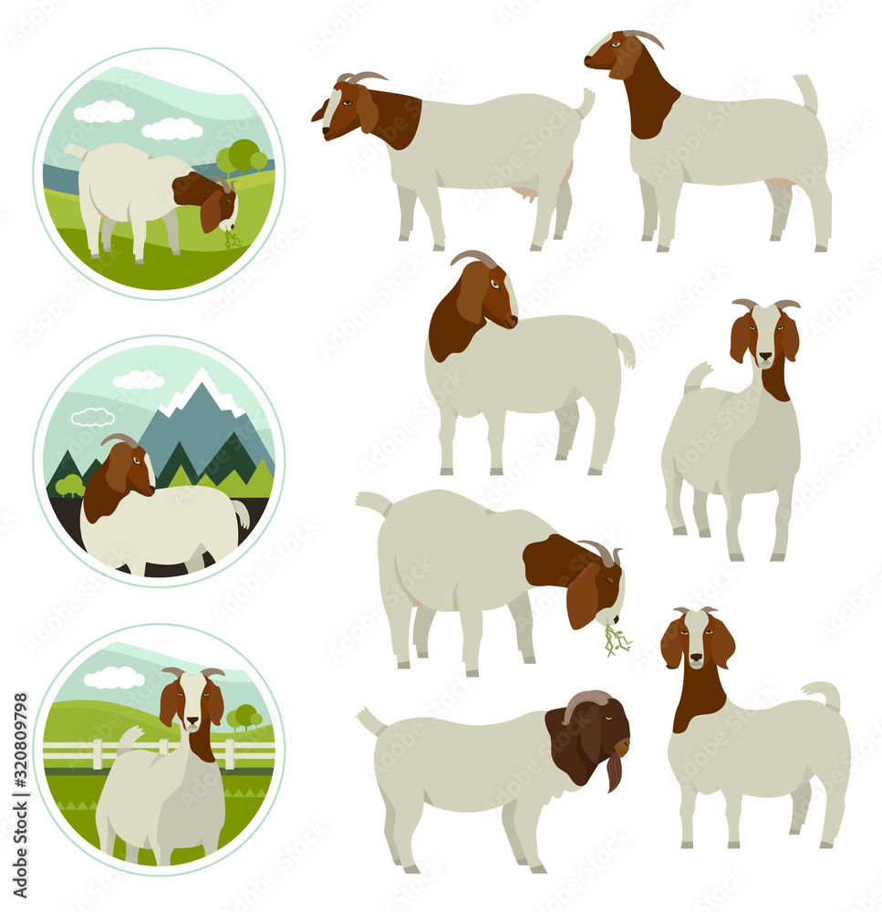 vetor-de-farming-today-white-brown-boer-goats-countryside-and
