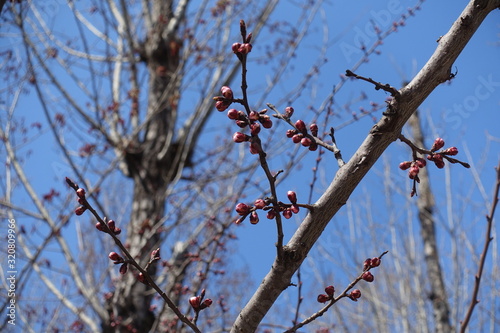 Closed flower buds of apricot tree against blue sky in spring