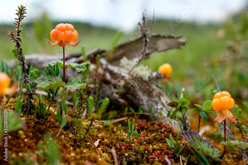 Tableau sur toile Cloudberry growning on swamp closeup in summer. Fresh wild berry