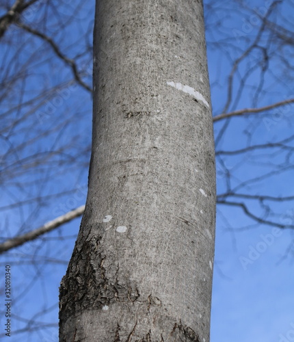 Silver Maple (acer saccharinum) tree bark close-up in winter