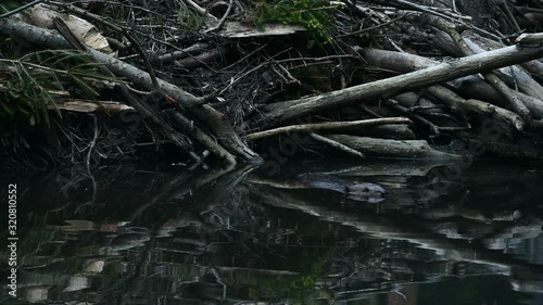 Beaver swimming in front of lodge in pond at dusk photo